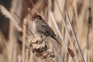 Red winged blackbird with nesting material in her beak perched on cattails building nest in the marsh
