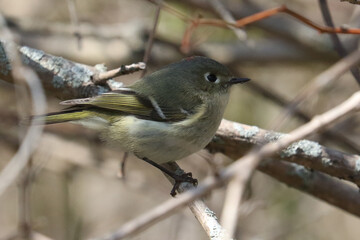 Kinglet hopping on branches eating insects on beautiful spring day