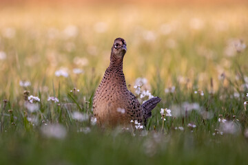 pheasant in the grass
