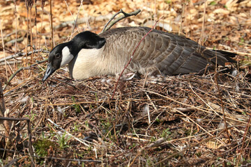Canada goose incubating eggs or having a break from nesting duty on bright sunny spring day
