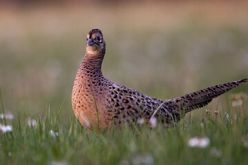 pheasant in the field