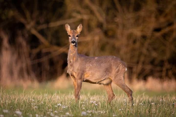 Deurstickers roe deer in the woods © Marek