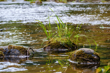 small country river stream in summer green forest