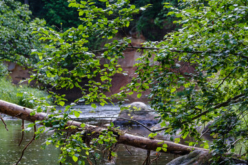 small country river stream in summer green forest