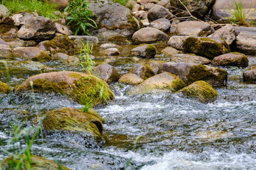 Naklejka na ściany i meble small country river stream in summer green forest