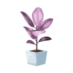 Fikus - egzotyczne liście w odcieniach fioletu w błękitnej doniczce. Botaniczna ilustracja tropikalnej rośliny na białym tle. © Monika