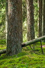 large old tree in the forest