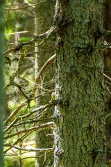 large old tree in the forest