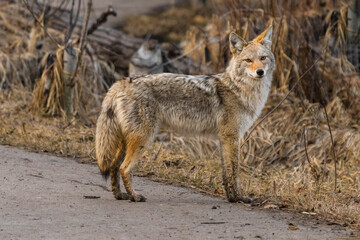 Coyote (Canis latrans) standing by a walking path in a park at sunset Canadian wildlife in provincial parks background