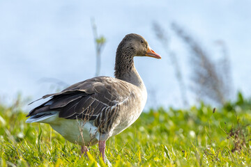 Greylag goose, Anser anser, in a meadow