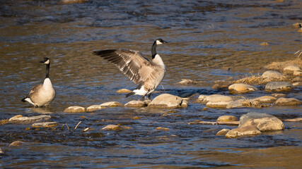 Canada Geese (Branta canadensis) sunbathing in warm sunlight and outstretched wings Canadian wildlife background