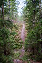 tourist trail in forest in autumn
