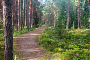 Fototapeta na wymiar tourist trail in forest in autumn