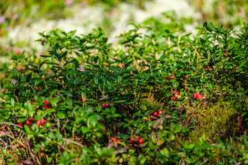 lingonberries in green forest bed in summer