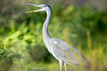 Fototapeta premium Grey heron, Ardea cinerea, waterfowl hunting in wetland
