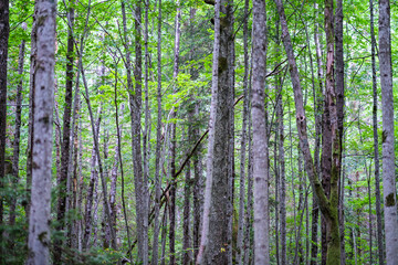 dark green beech stand growe