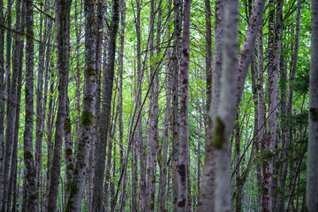 dark green beech stand growe