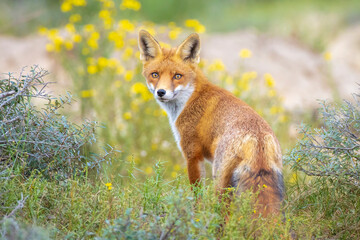 Young Wild red fox, vulpes vulpes, juvenile
