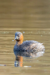 little grebe, Tachybaptus ruficollis, foraging
