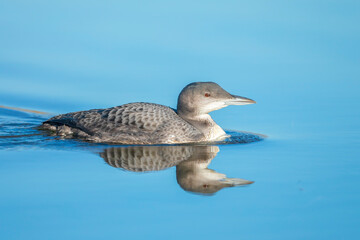 Common loon, Gavia immer, swimming