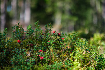 lingonberries in green forest bed in summer