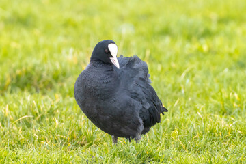 Eurasian coot, Fulica atra walking a green field