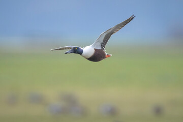 Closeup of a northern shoveler duck, anas clypeata, flying