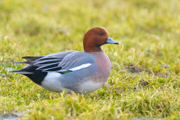 Male Eurasian wigeon Mareca penelope in a field