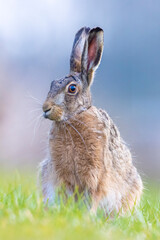 Naklejka na ściany i meble Wild European hare, lepus europaeus, sitting in grass