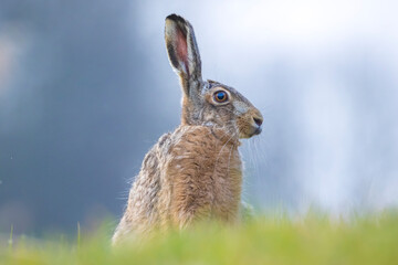 Wild European hare, lepus europaeus, sitting in grass