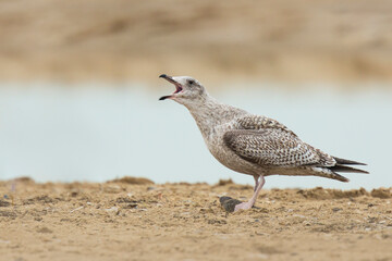 European herring gull, Larus argentatus, foraging
