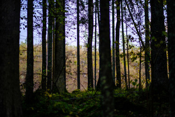 Fototapeta premium dark autumn forest with tree trunks
