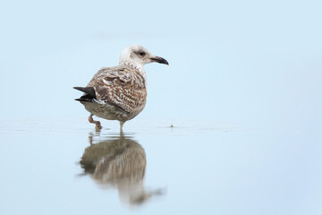 Fototapeta premium European herring gull, Larus argentatus, foraging