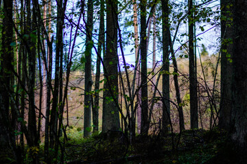 dark autumn forest with tree trunks