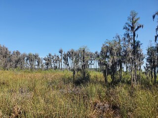 landscape with trees