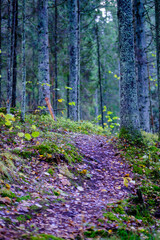 tourist trail in forest in autumn