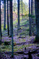 Naklejka premium dark autumn forest with tree trunks