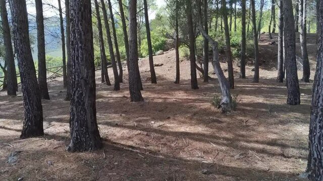 forest in the Tranco reservoir seen from the drone. Located in the Natural Park of the Sierras de Cazorla, Segura y las Villas, Spain