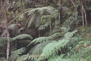 Naturaleza