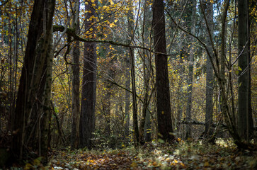 dark autumn forest with tree trunks
