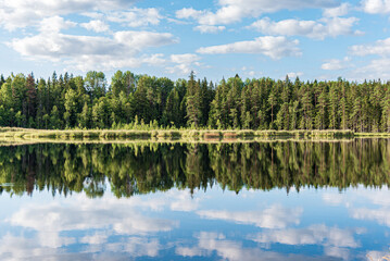 forest reflected on the water