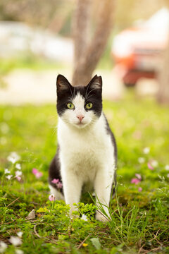 Cute cat in a sunny day in the park. animals and nature background.
