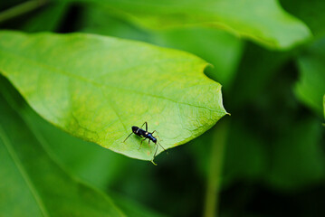 ant on leaf