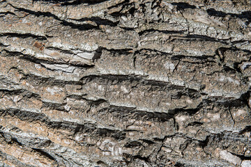 Old gray Wood Tree Texture Background Pattern.