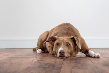 lonely dog lying on hardwood floor waiting for the owner