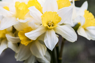 Fototapeta na wymiar bouquet of yellow daffodils close up, spring background
