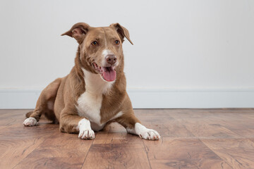 beatiful dog lying down on hardwood floor with a white wall at background