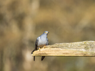 Common cuckoo (Cuculus canorus)