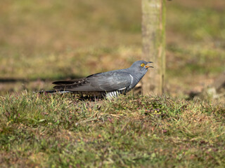Common cuckoo (Cuculus canorus)