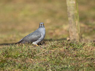 Common cuckoo (Cuculus canorus)